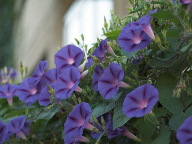 blue flowers